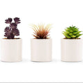 Three small potted plants in white pots on a white background