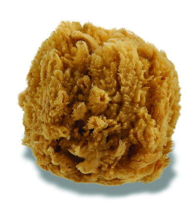 All natural sea sponge. Sustainably harvested